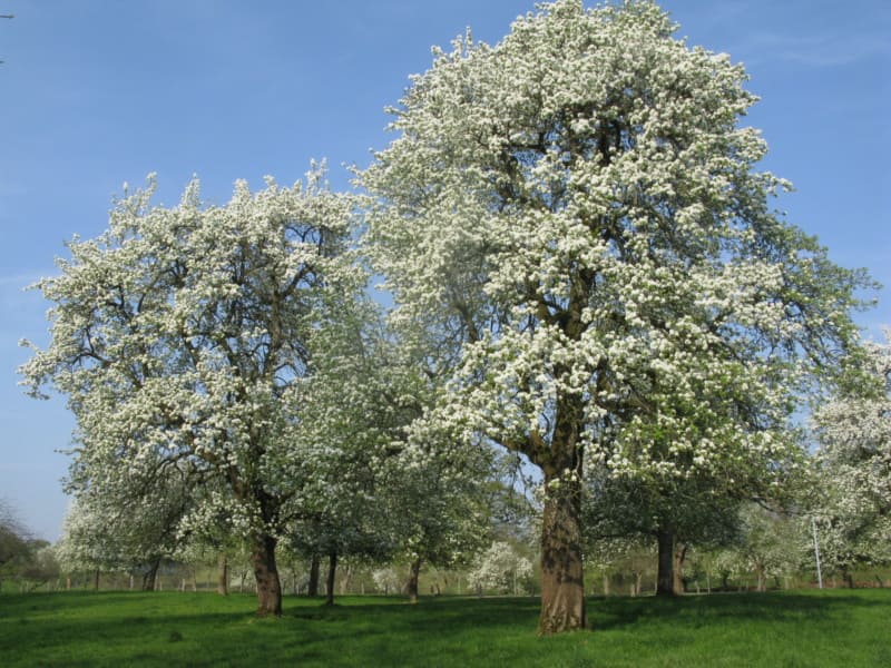 Äpfel, Ernte und Verarbeitung – der lange Weg zum Calvados