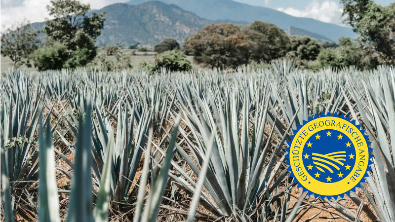 Tequila - eine geschützte geografische Angabe